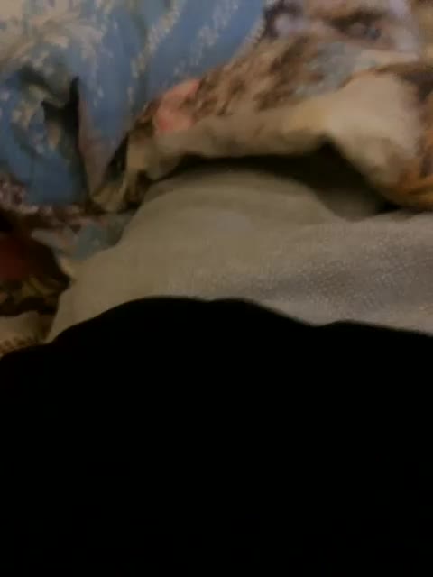 KisasexAlex Live Sex November 24, 2025